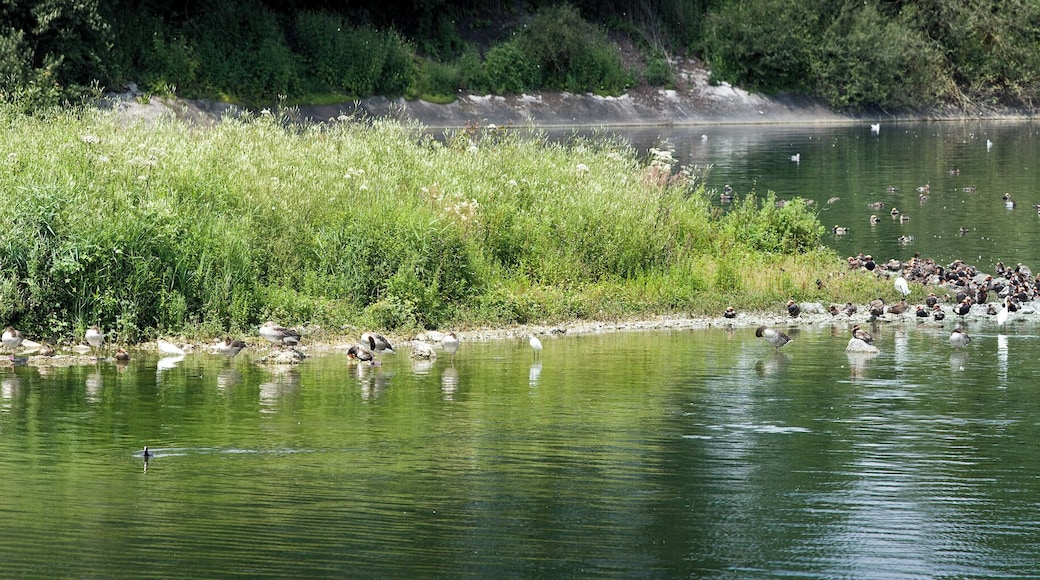140 degree Panorama of a crowd of waterbirds in the eastern part of Ismaninger Speichersee. The Ismaninger Speichersee is an artificial lake, northeast of Munich, between Ismaning and Neufinsing.