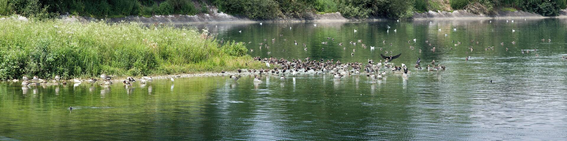 140 degree Panorama of a crowd of waterbirds in the eastern part of Ismaninger Speichersee. The Ismaninger Speichersee is an artificial lake, northeast of Munich, between Ismaning and Neufinsing.