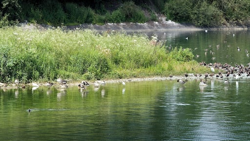 140 degree Panorama of a crowd of waterbirds in the eastern part of Ismaninger Speichersee. The Ismaninger Speichersee is an artificial lake, northeast of Munich, between Ismaning and Neufinsing.