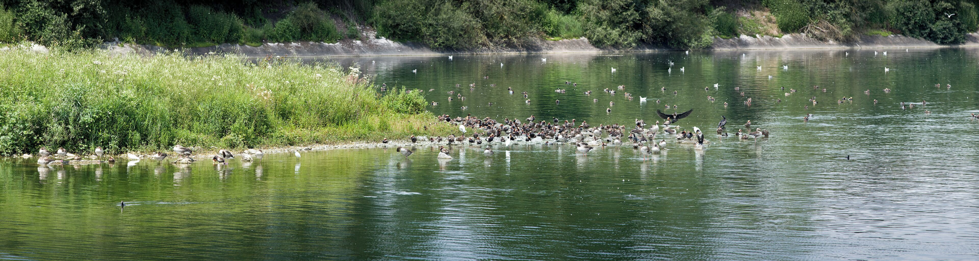 A lake with a grassy bank and a flock of birds.