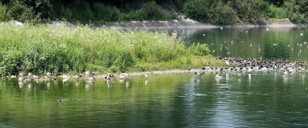 A lake with a grassy bank and a flock of birds.