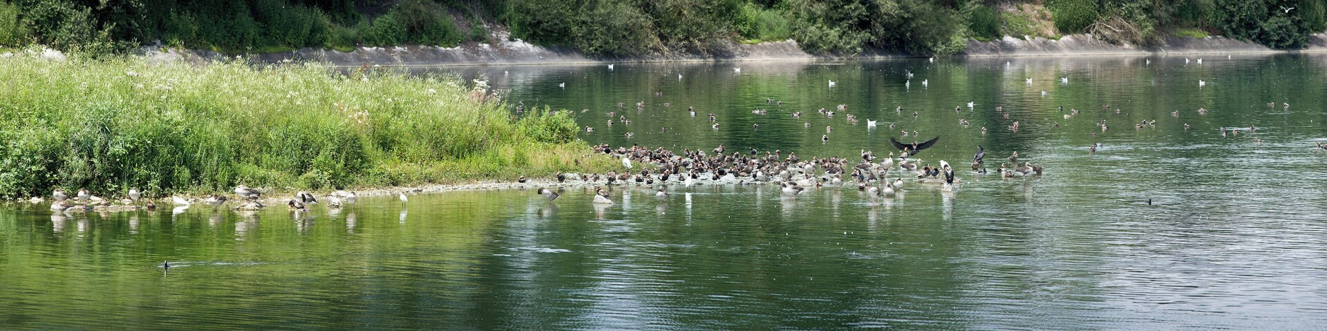 A lake with a grassy bank and a flock of birds.