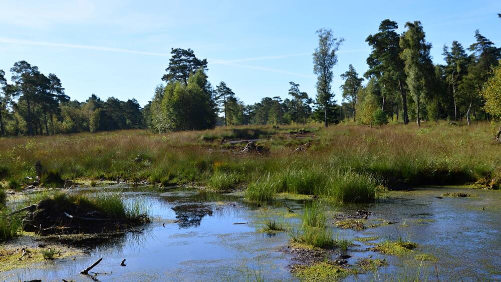 Swamp Landscape in the Fen Tister Bauernmoor, Lower Saxony
