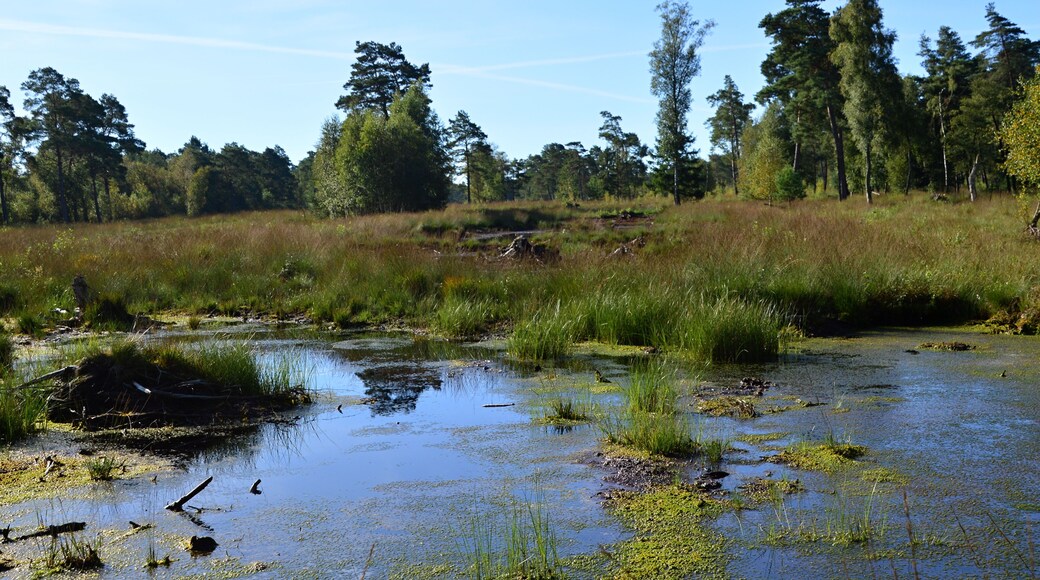 Swamp Landscape in the Fen Tister Bauernmoor, Lower Saxony