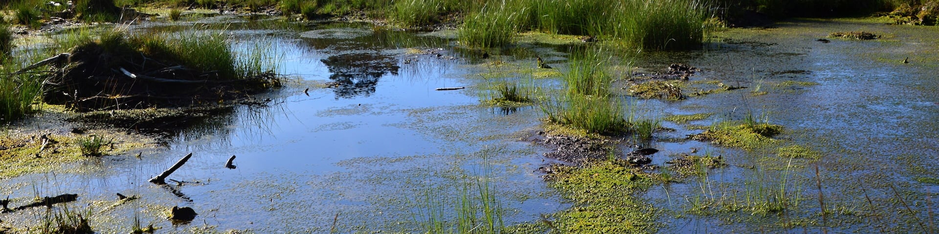Swamp Landscape in the Fen Tister Bauernmoor, Lower Saxony