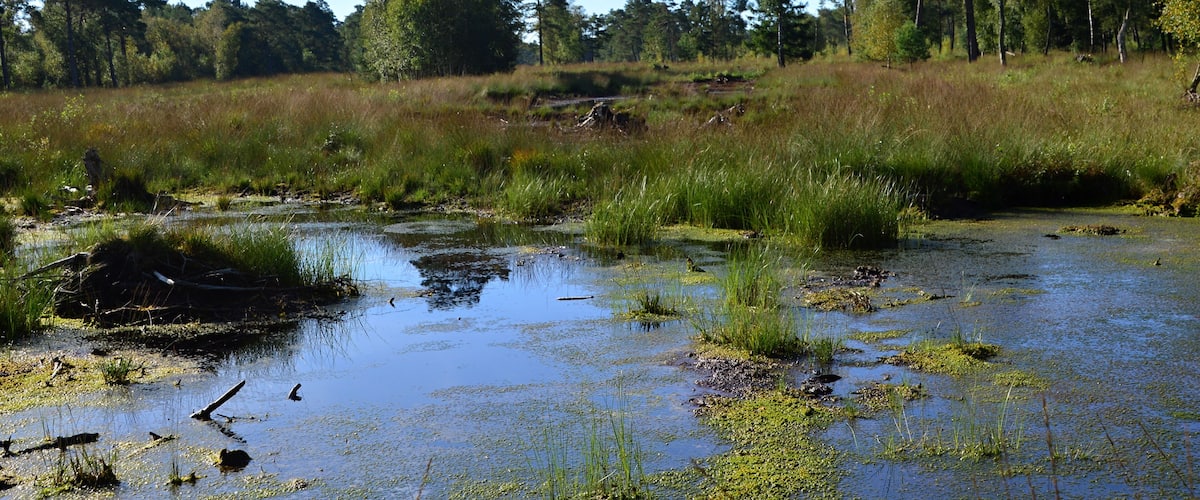 A wetland with water, grass, and trees.