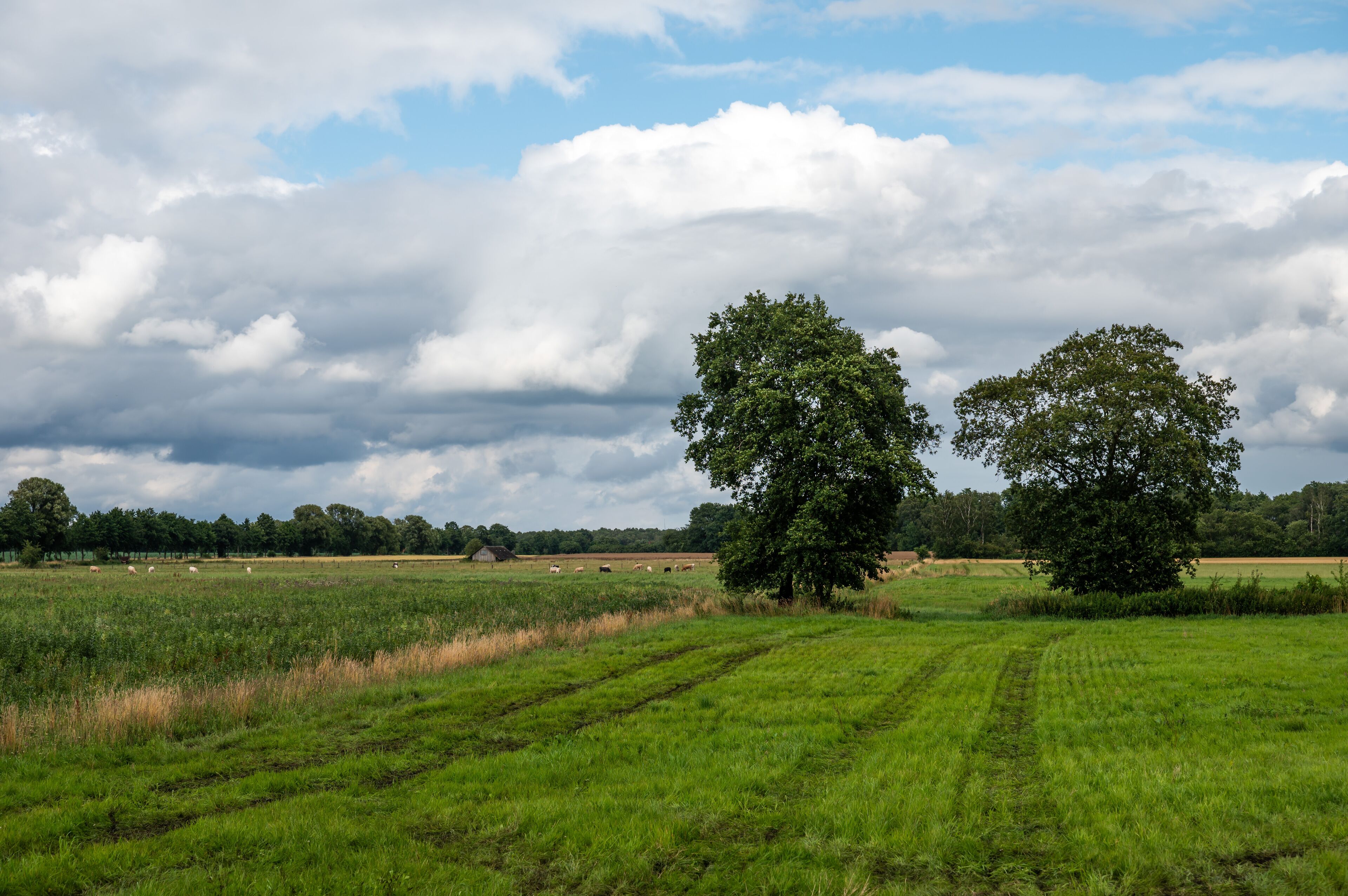 Agriculture fields and meadows at the German countryside around Sittensen, Lower Saxony, Germany,