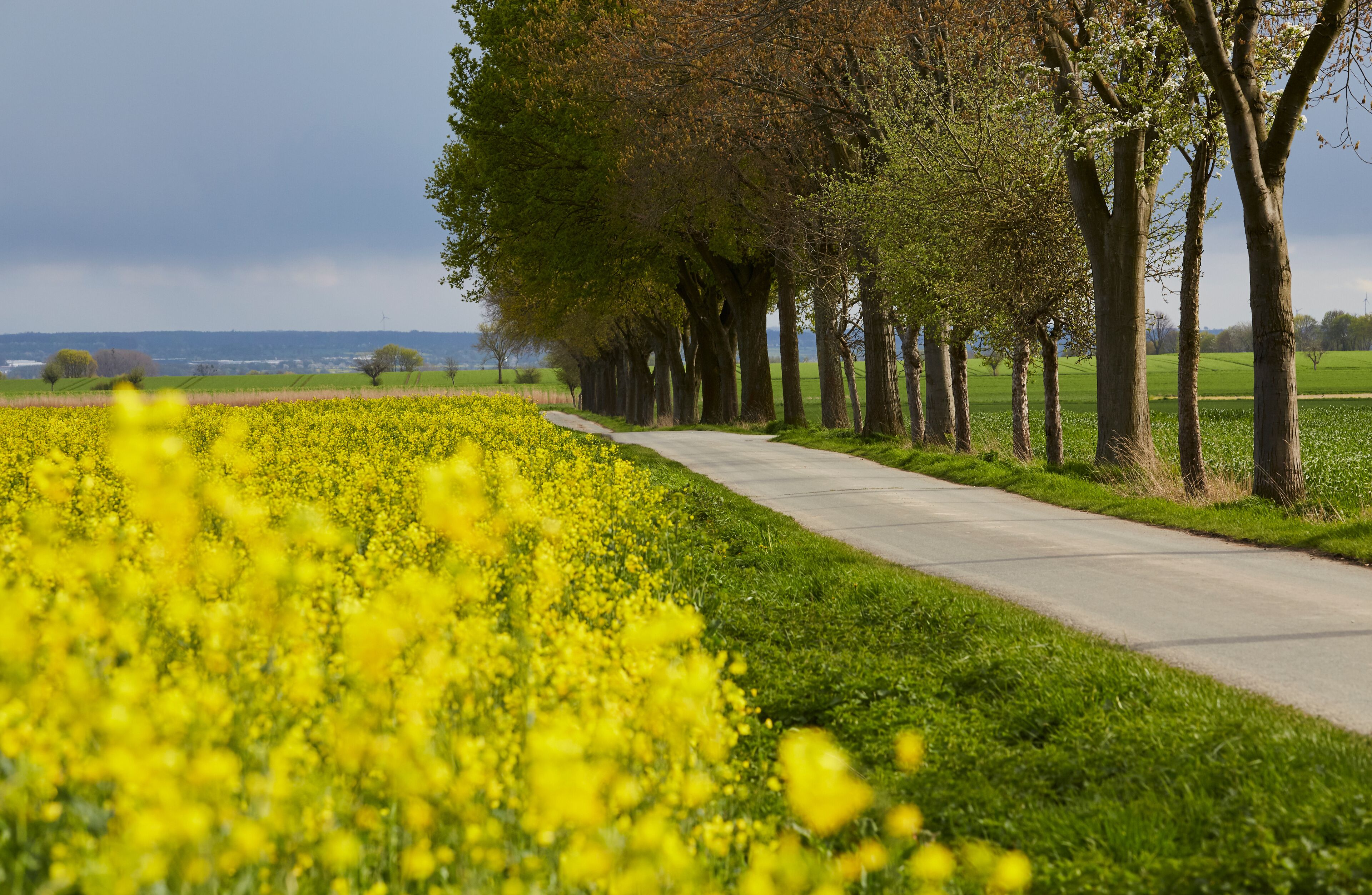 Rapsfeld in der Soester Börde, Kreis Soest, 2023