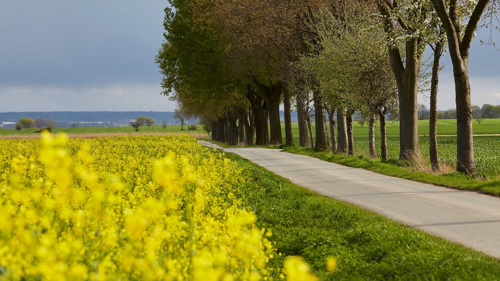 Un paysage rural avec une rangée d’arbres et un champ de fleurs jaunes.