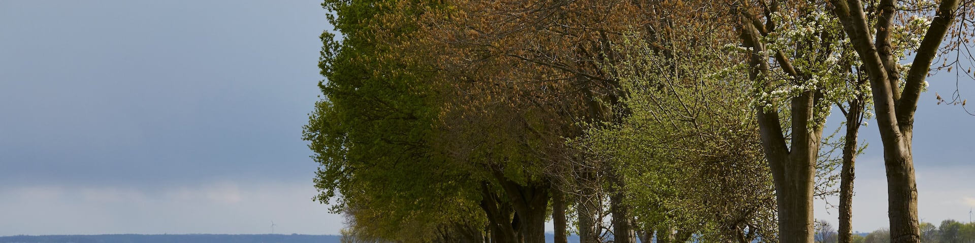 Rapsfeld in der Soester Börde, Kreis Soest, 2023