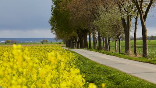 Rapsfeld in der Soester Börde, Kreis Soest, 2023
