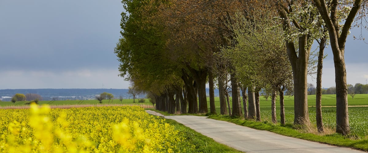 A rural landscape with a row of trees and a field of yellow flowers.