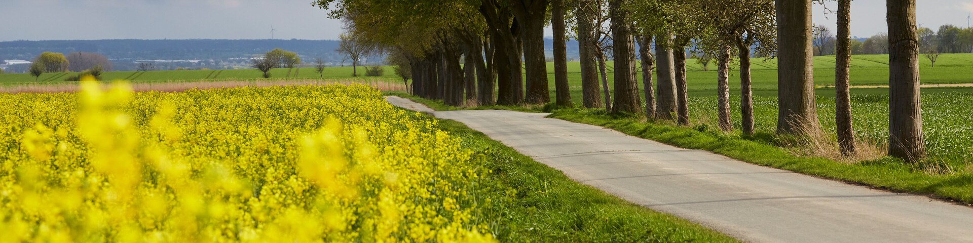 A rural landscape with a row of trees and a field of yellow flowers.
