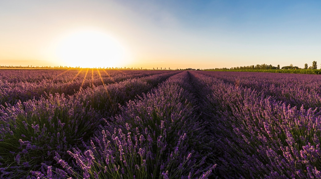 A lavender field at sunset with a clear sky.