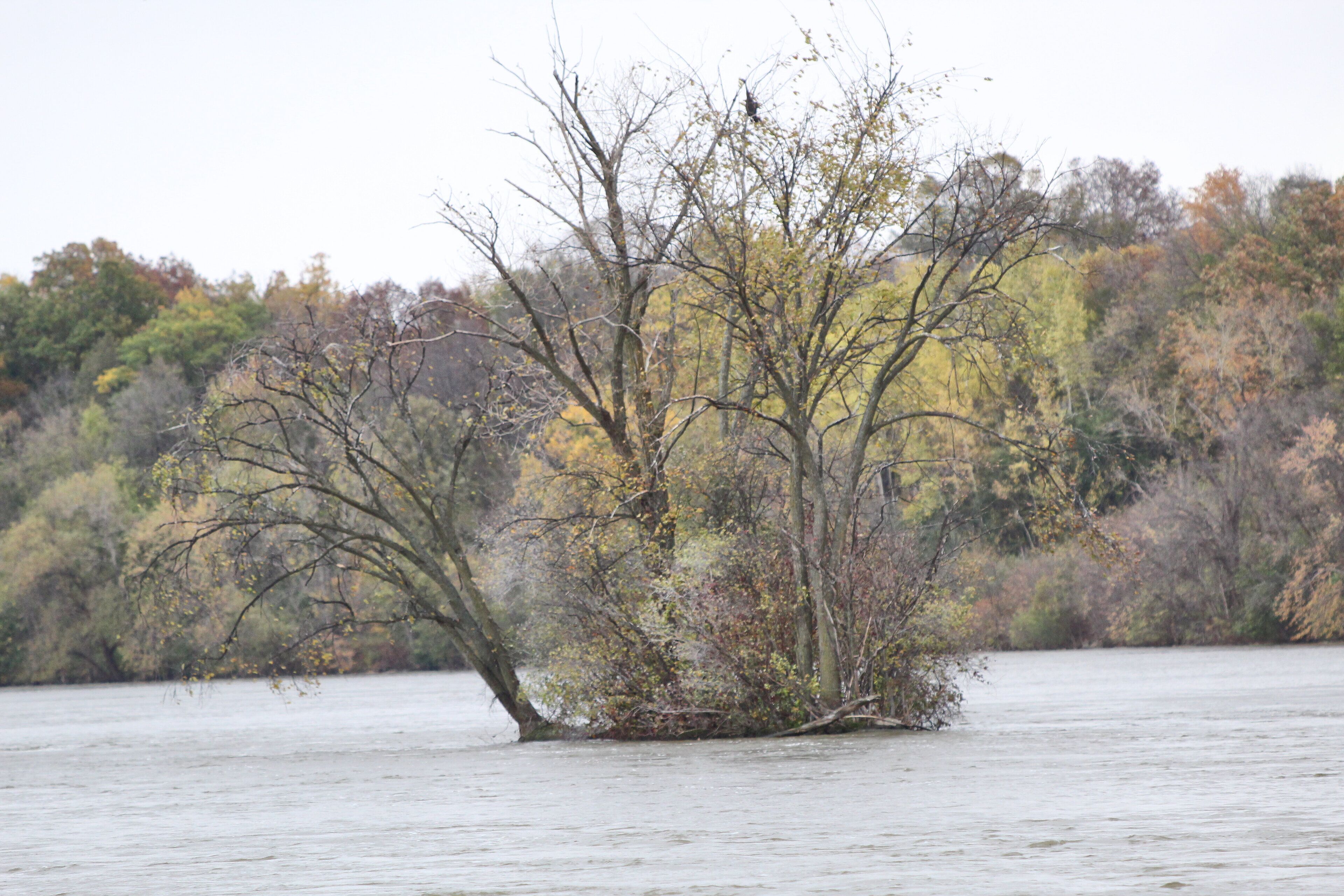 An island in flooding water.  Canon Rebel T6 with 70-300mm lens.
