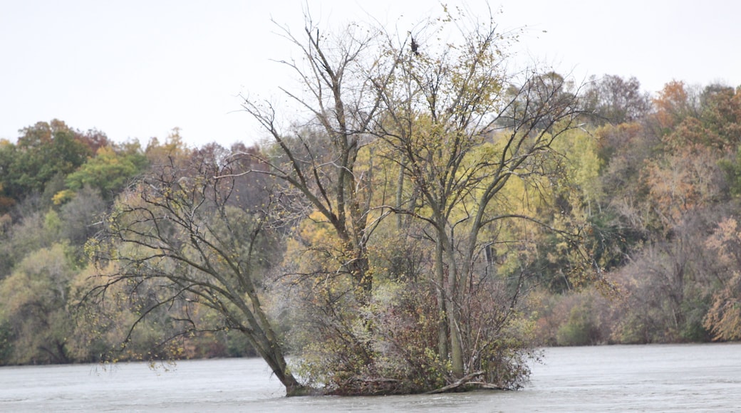 An island in flooding water. Canon Rebel T6 with 70-300mm lens.