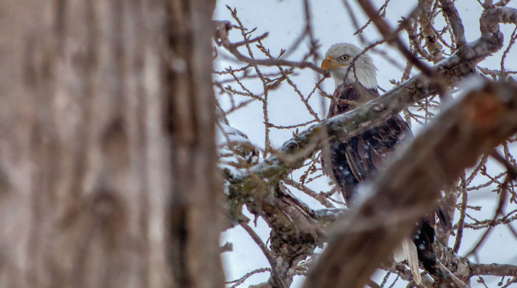 Reprocessed this shot I took a couple of months ago in Aurora HDR. Nice software and I like how some photos turn out - especially the shadows.