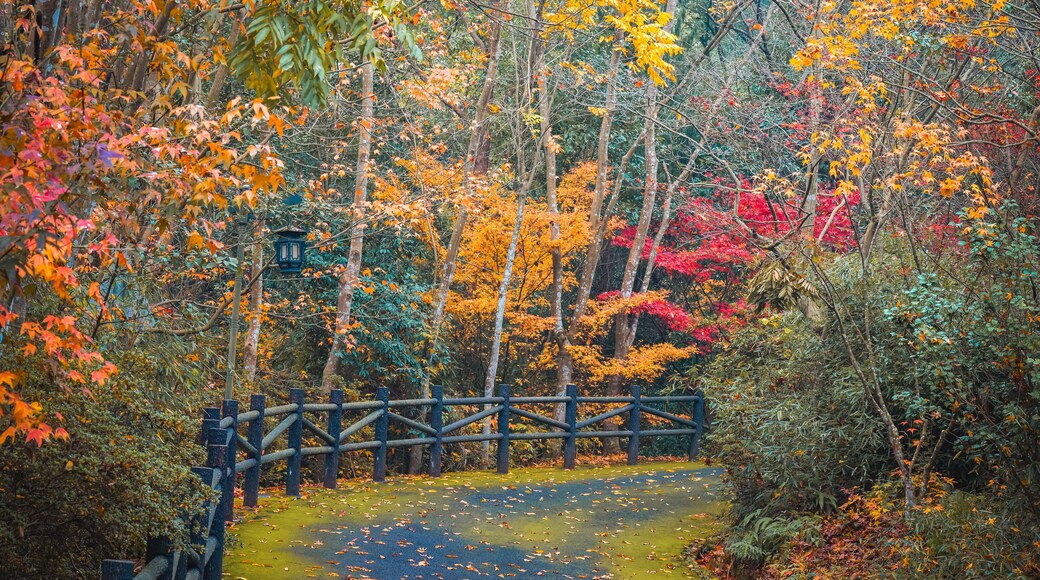 Beautiful autumn foliage scenery of vibrant maple trees during December at Dujuan Valley in Xikou, Ningbo, Zhejiang, China