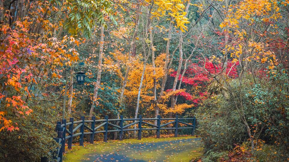 Beautiful autumn foliage scenery of vibrant maple trees during December at Dujuan Valley in Xikou, Ningbo, Zhejiang, China