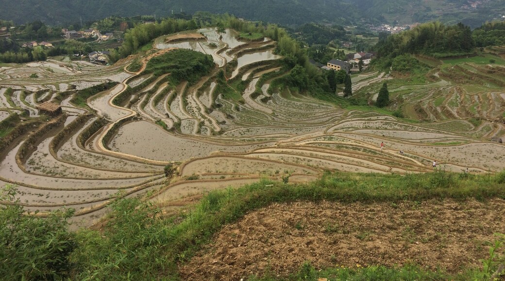 Yunhe Rice Terraces, Lishui. Well worth the drive!