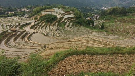 Yunhe Rice Terraces, Lishui. Well worth the drive!