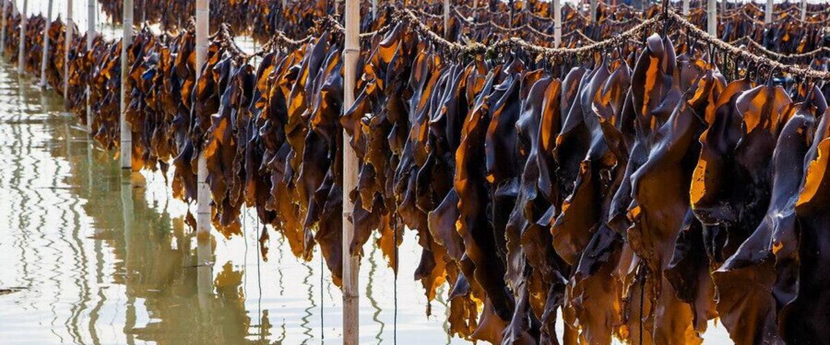 The harvest season of kelp in #Xiapu.
霞浦海带飘香
https://twitter.com/Beautifulgx