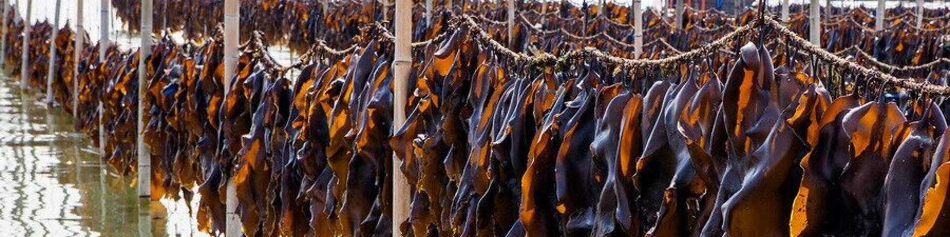 The harvest season of kelp in #Xiapu.
霞浦海带飘香
https://twitter.com/Beautifulgx