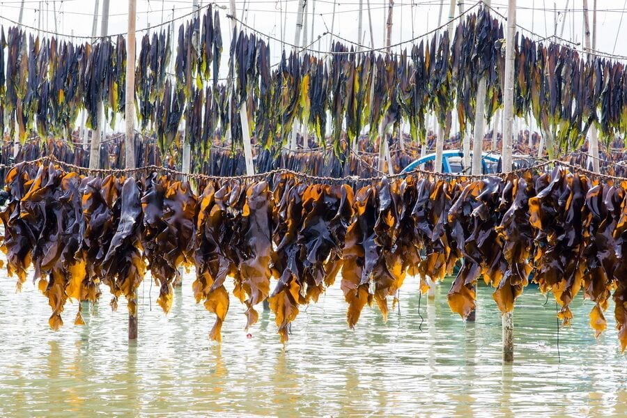 The harvest season of kelp in #Xiapu.
霞浦海带飘香
https://twitter.com/Beautifulgx  