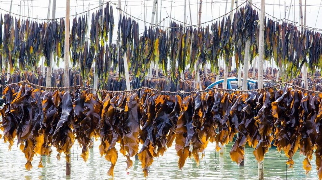 The harvest season of kelp in #Xiapu.
霞浦海带飘香
https://twitter.com/Beautifulgx