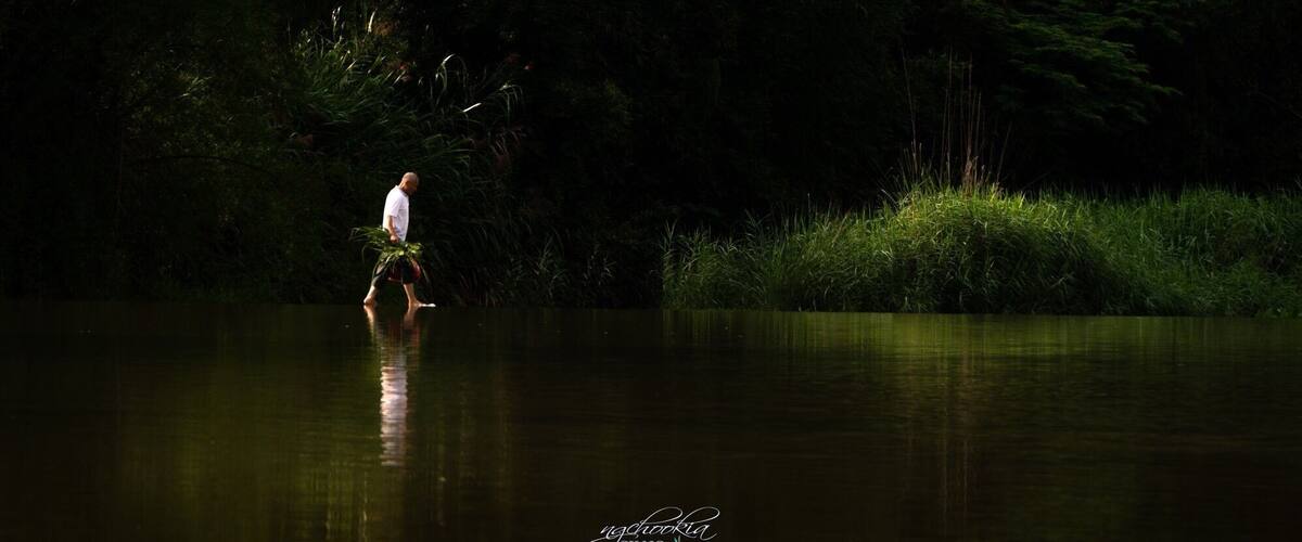 A person walking in a calm river surrounded by dense greenery.