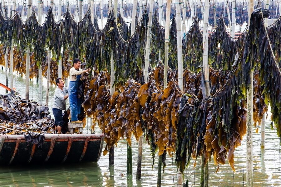 The harvest season of kelp in #Xiapu.
霞浦海带飘香
https://twitter.com/Beautifulgx  