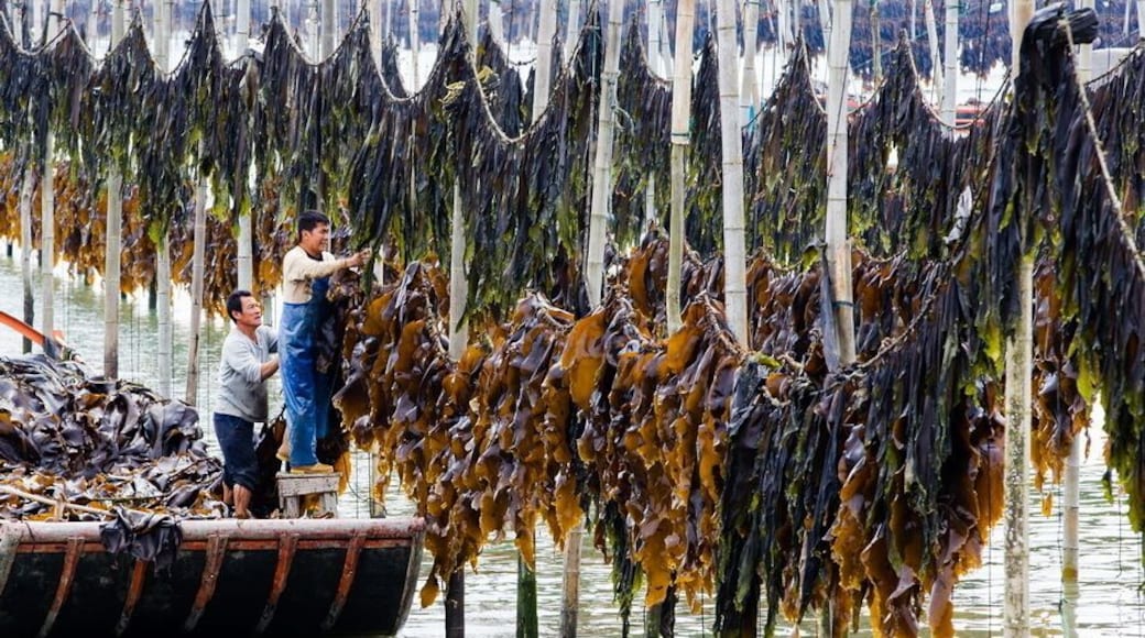 The harvest season of kelp in #Xiapu.
霞浦海带飘香
https://twitter.com/Beautifulgx