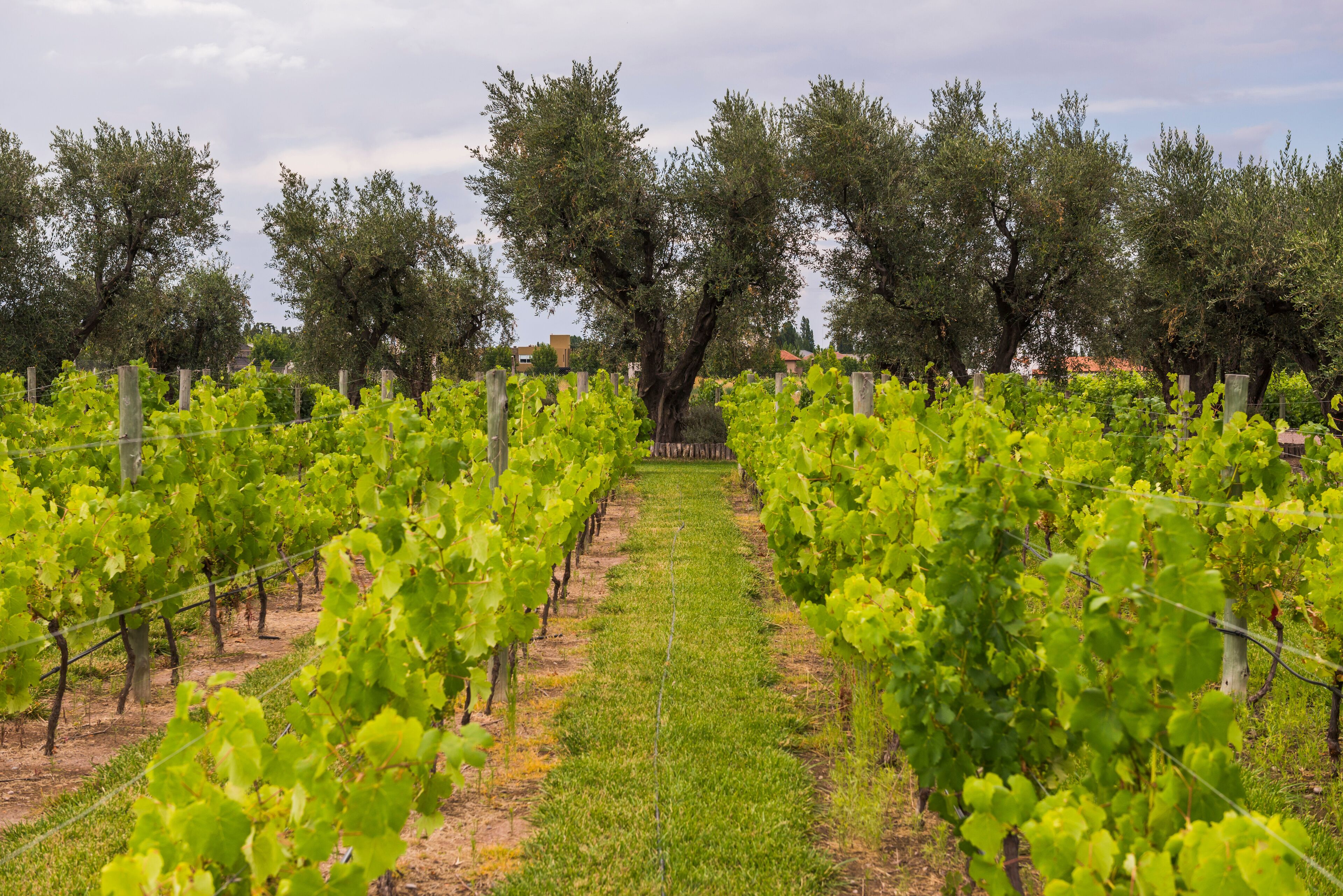 Vineyard with rows of green grape vines for making wine at a winery, Mendonza, Salta Province, North Argentina, South America