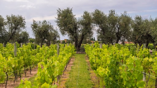 Vineyard with rows of green grape vines for making wine at a winery, Mendonza, Salta Province, North Argentina, South America