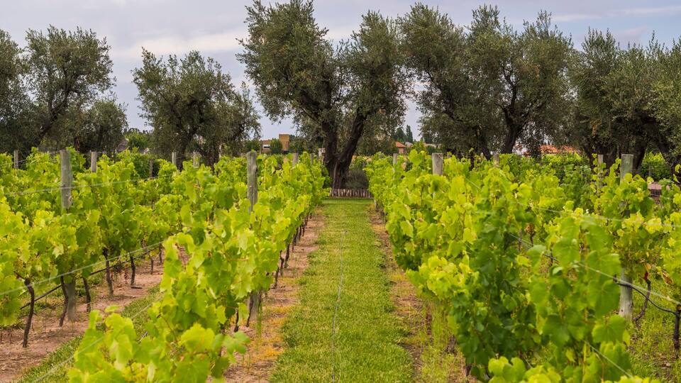 A vineyard with rows of grapevines and trees in the background.
