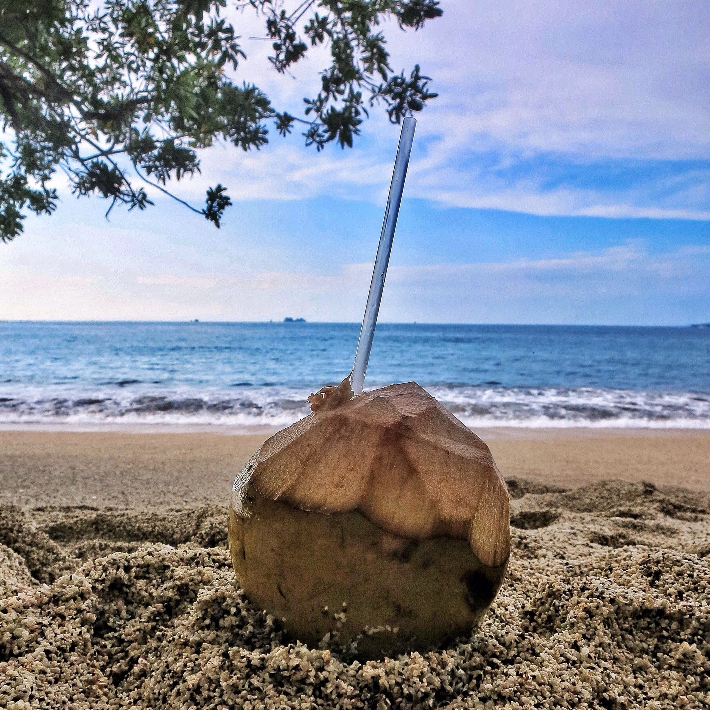 A coconut on a sandy beach with a blue ocean and a clear sky in the background.