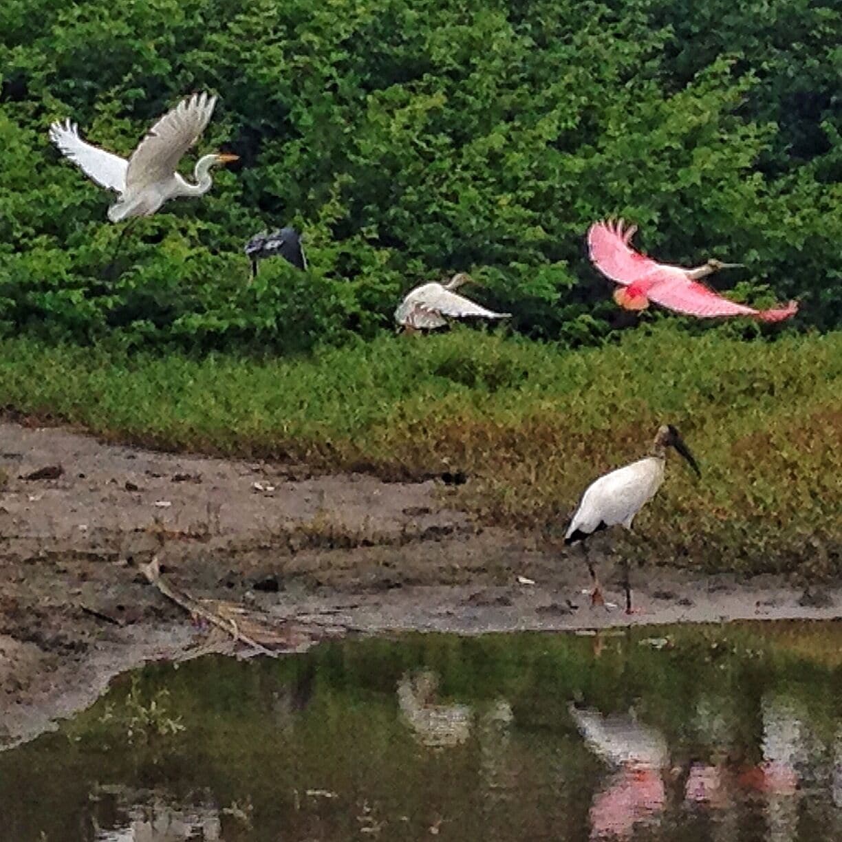 Heron, roseate spoonbill and others take flight on Playa Brasilito