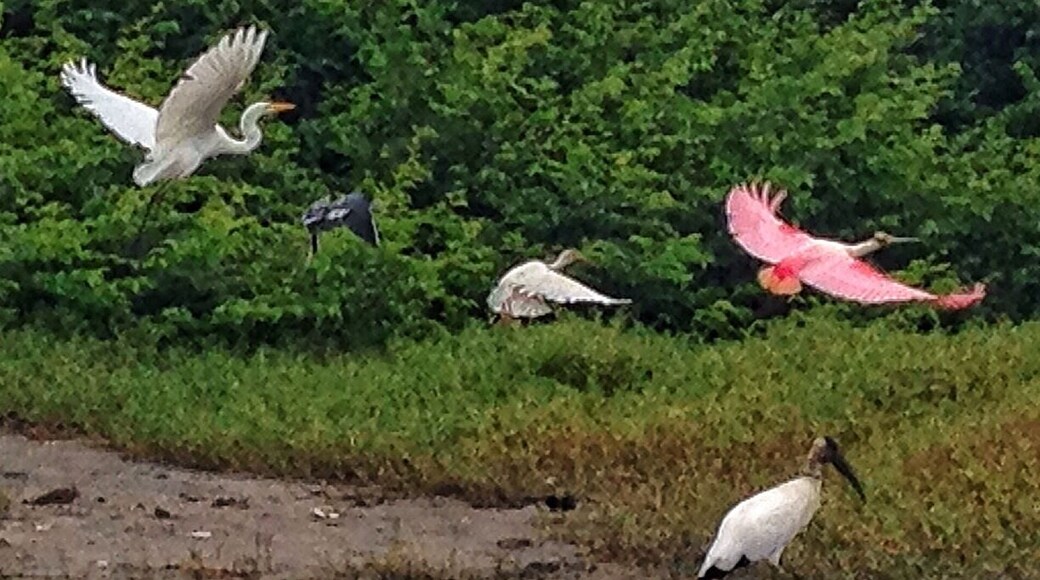 Heron, roseate spoonbill and others take flight on Playa Brasilito