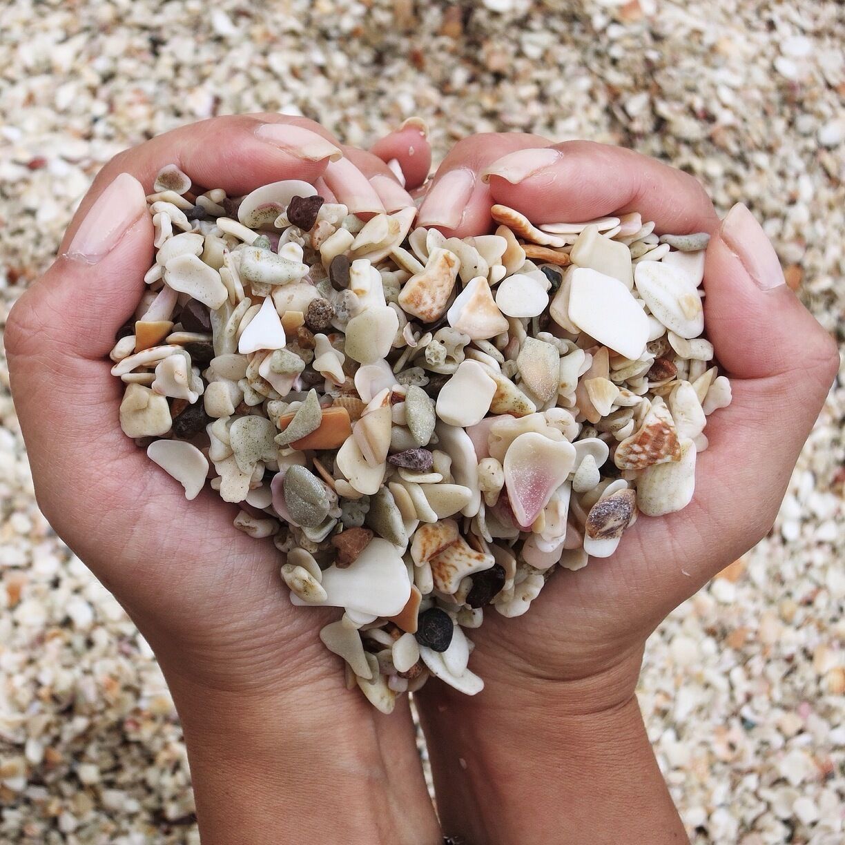 A pair of hands holding a collection of various seashells and pebbles.