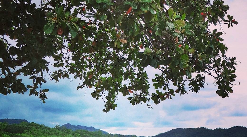Dog living that pura vida on Playa Brasilito in Costa Rica #beach