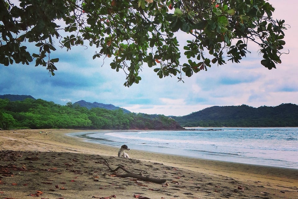 Ein Strand mit einem Hund, Bäumen und einer Berglandschaft im Hintergrund.