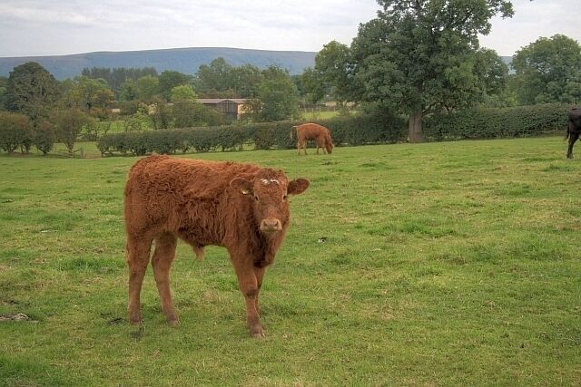 Pasture Near Stanison Farm