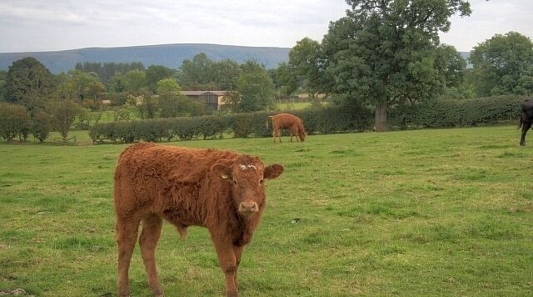 Pasture Near Stanison Farm