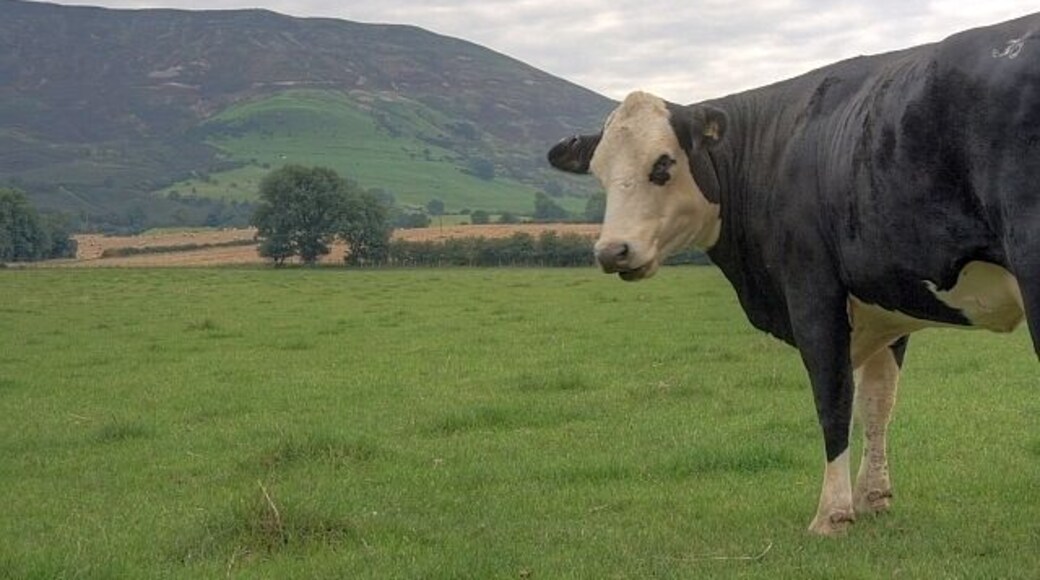 Pasture Near Broughton Grange With Cringle Moor (NZ5303) as a backdrop.
