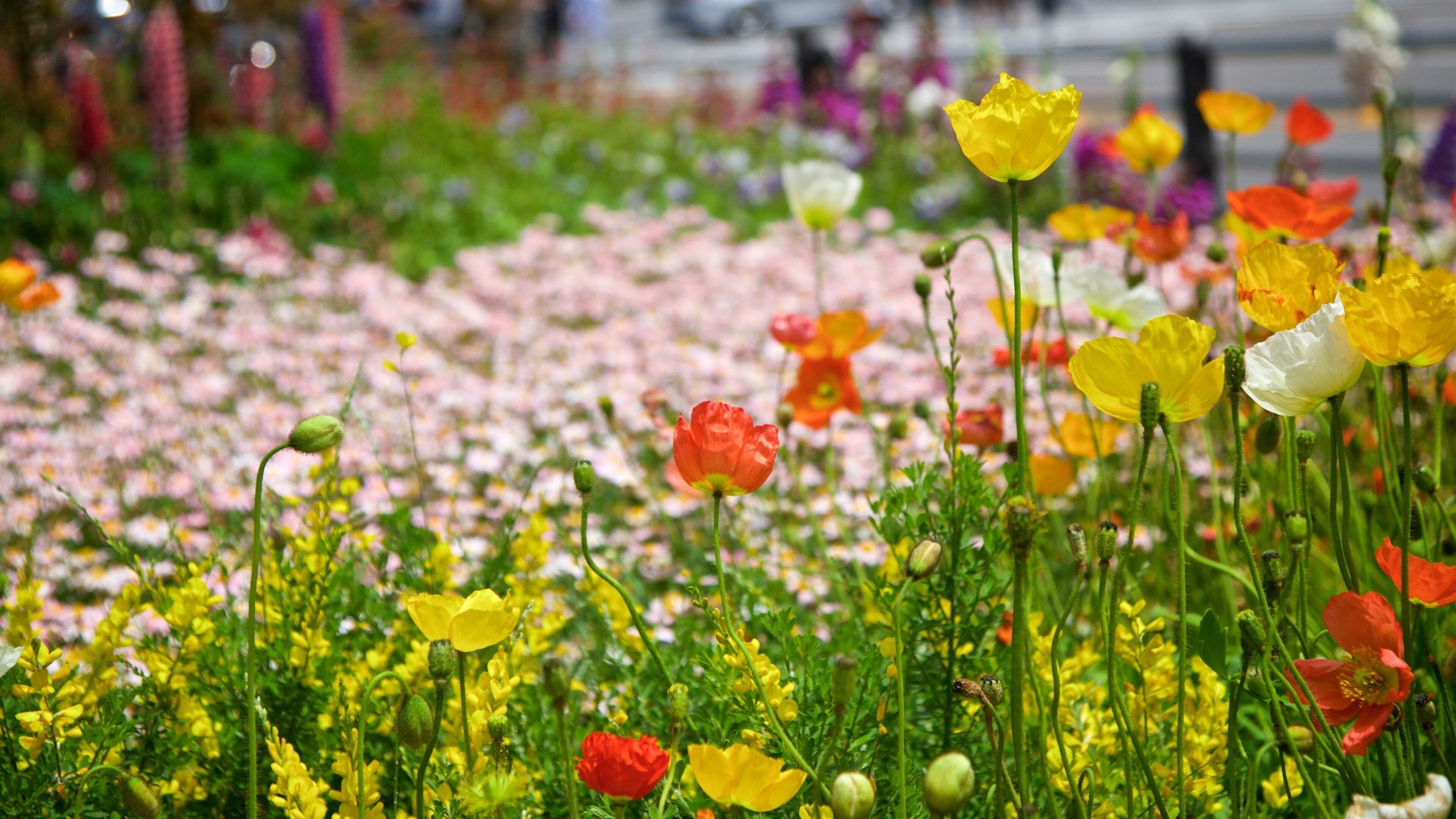 Gangnam-gu featuring wildflowers
