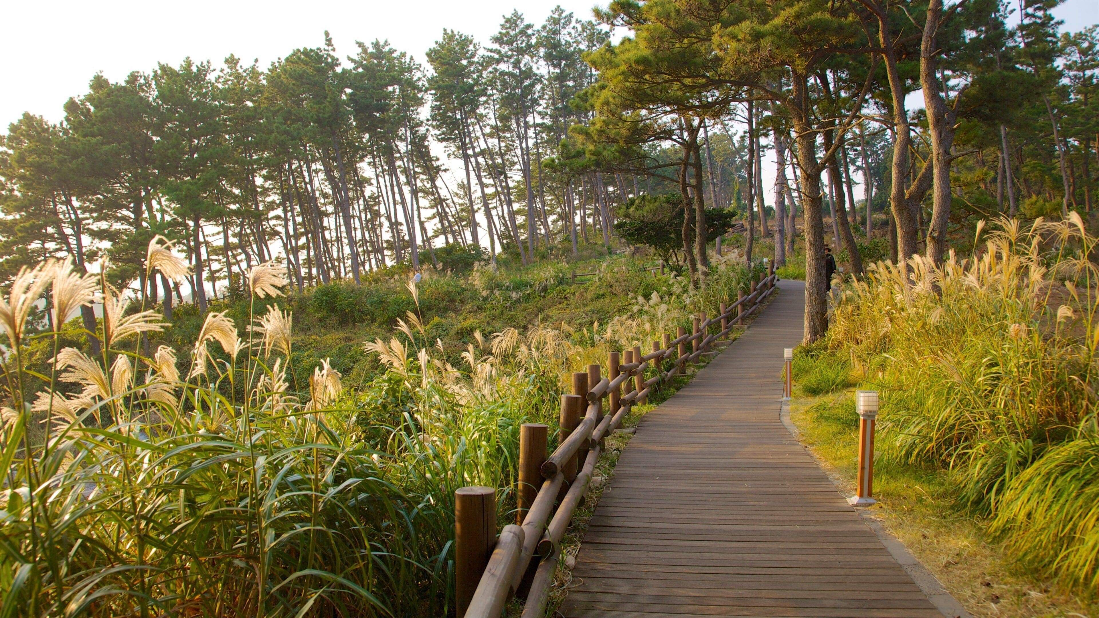 Jeju Island showing landscape views, a park and forest scenes