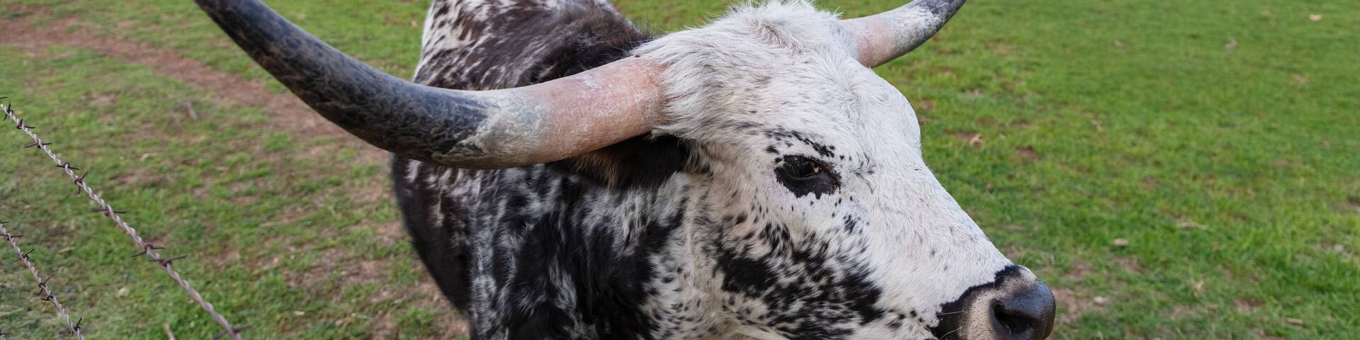 Closeup, Texas Longhorn with black and white mottled coat. Standing in green pasture, facing camera. Clouds and trees in background. Henrietta, Texas.