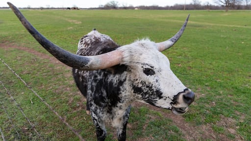 Closeup, Texas Longhorn with black and white mottled coat. Standing in green pasture, facing camera. Clouds and trees in background. Henrietta, Texas.