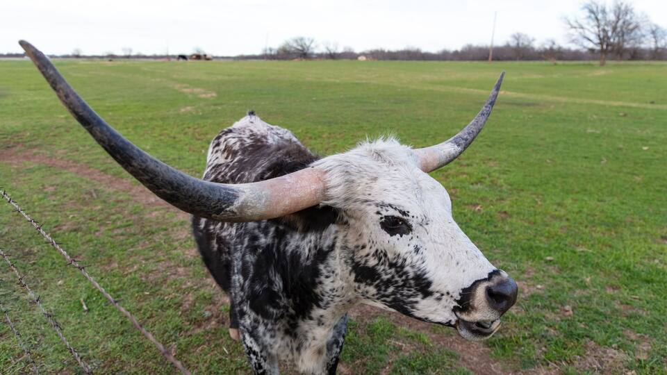 Closeup, Texas Longhorn with black and white mottled coat. Standing in green pasture, facing camera. Clouds and trees in background. Henrietta, Texas.