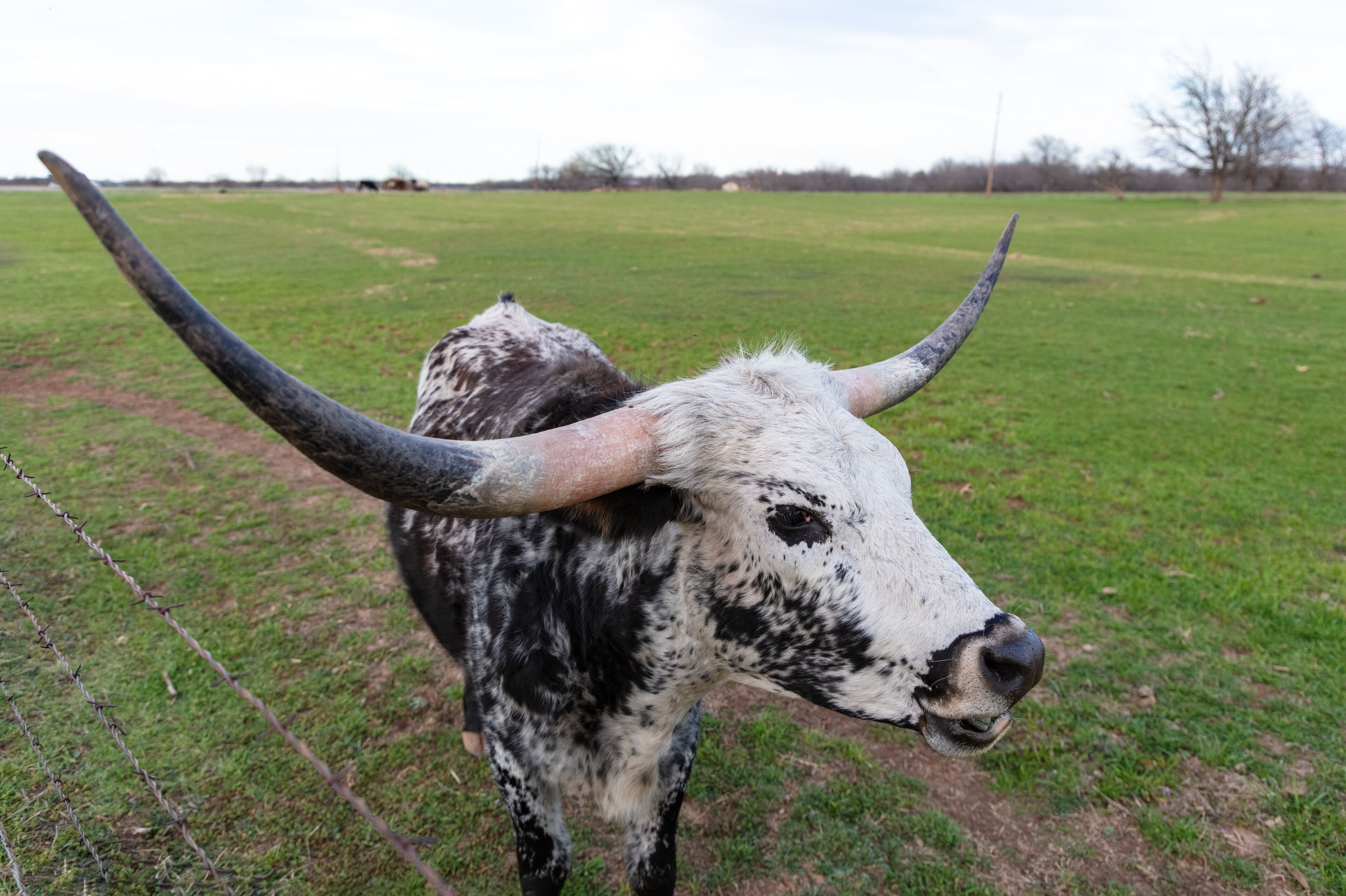 A cow with long horns in a grassy field.